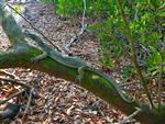 Mangrove Monitor