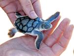 Flatback Turtle hatchling, Bare Sand Island