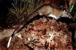 Black-footed Tree-rat, Territory Wildlife Park