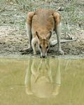 Agile Wallaby, Mt Bundey
