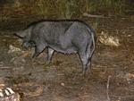 Pig feeding on carcass, Adelaide River Region