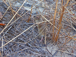 Pale Field-rat