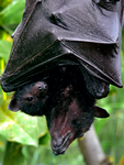 Black Flying-foxes