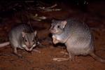 Burrowing Bettong