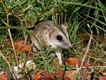 Stripe-faced Dunnart, Austral Downs