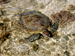 Green Turtle, Montgomery Reef