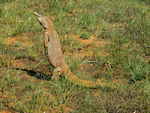 Yellow-Spotted Monitor