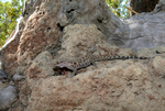 Bynoe's Gecko, Balma