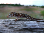 Bynoe's Gecko, Gawa