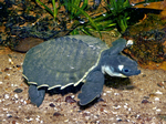 Pig-nosed Turtle hatchling