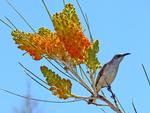 Brown Honeyeater, Alice Springs area