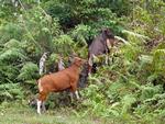 Banteng