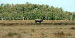 Buffalo bull, Balma