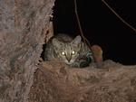Feral Cat