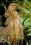 Pheasant Coucal non-breeding plumage, Darwin area