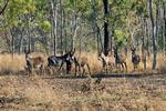 Donkeys, Bulman