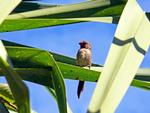 Juvenile Crimson Finch, Black Jungle Springs