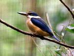 Sacred Kingfisher, Territory Wildlife Park