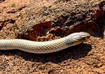 Ringed Brown Snake, Hermannsburg