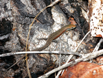Slender Rainbow-skink