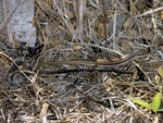 Straight-browed Ctenotus