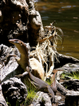 Merten's Water Monitor, Moline