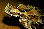 Thorny Devil