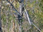 Tawny Frogmouths, Broome Bird Observatory