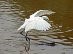 Great Egret, South West Rocks