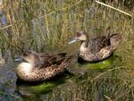 Grey Teal, Desert Wildlife Park