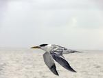 Lesser Crested Tern in flight, Fly Island