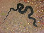 Arafura Filesnake