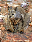 Mother and joey Black-footed Rock-wallabies, Alice Springs