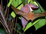 Northern Blossom Bat flying, Jabiru