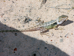 Diporiphora arnhemica