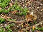 Frill-necked Lizard defensive posture
