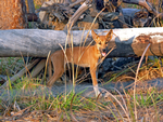 Dingo pup, Mt Ringwood Station