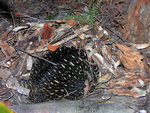 Echidna hiding