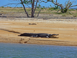 Saltwater Crocodile, Cobourg Peninsula