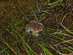 Spotted Grass Frog, Bowra