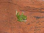 Cave-dwelling Frog, Winyalkan Caves