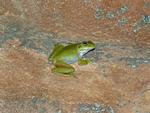 Cave-dwelling Frog, Winyalkan Bay