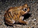 Trilling Frog