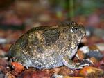 Northern Spadefoot Toad