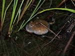 Northern Spadefoot Toad calling