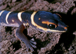 Marbled Velvet Gecko, Galiwinku