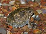 Northern Spadefoot Toad