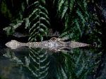 Saltwater Crocodile, Territory Wildlife Park