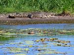 Saltwater Crocodile, Yellow Water