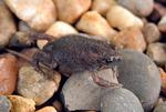 Small Toadlet, Keep River